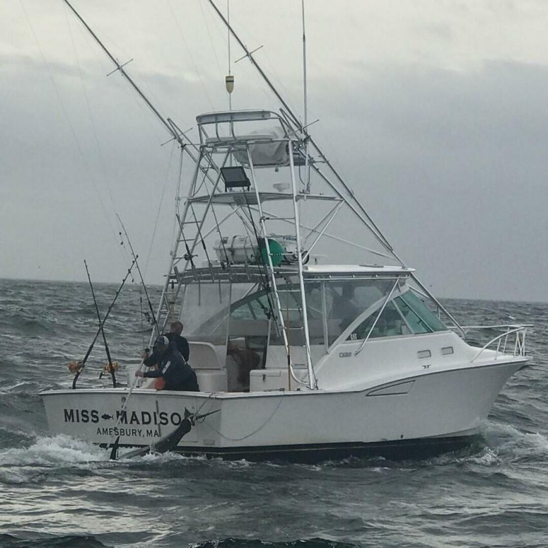 2003 Cabo Express - Image 6